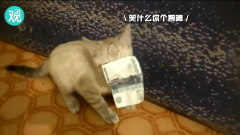 从这只猫身上,我仿佛看到了贫穷又倔强的自己……